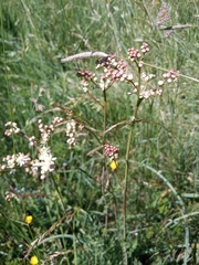 Filipendula vulgaris