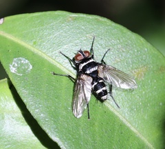 Trigonospila cingulata
