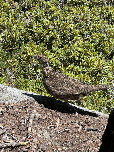 iNaturalist observation photo of Sooty Grouse