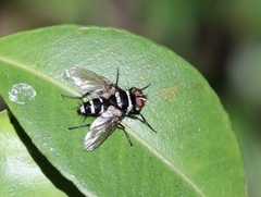 Trigonospila cingulata