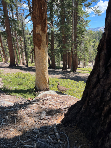 iNaturalist observation photo of Sooty Grouse