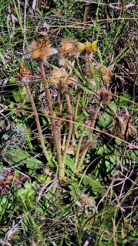 Taraxacum serotinum, photograph 4