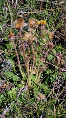 (c) Анна Митрошенкова, some rights reserved (CC BY) Taraxacum serotinum, photograph (c) Анна Митрошенкова, some rights reserved (CC BY)