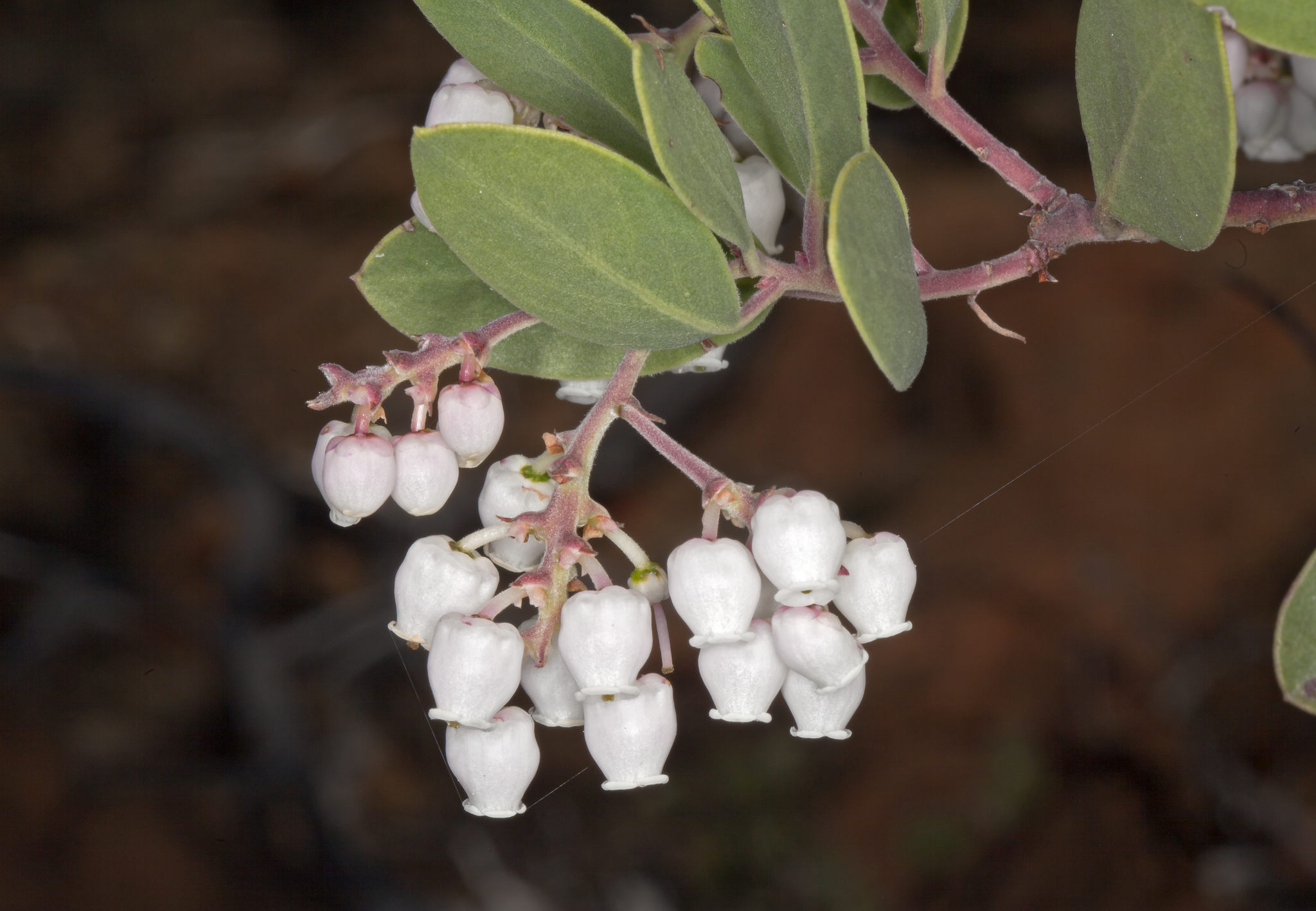 Arctostaphylos bakeri ssp. sublaevis
