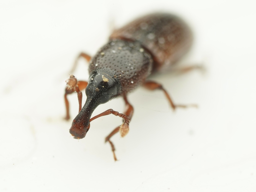 Cossonus pacificus