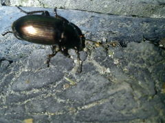 Harpalus distinguendus