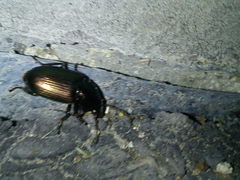 Harpalus distinguendus