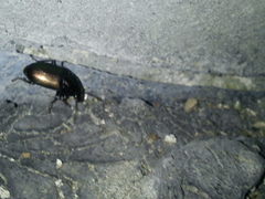 Harpalus distinguendus