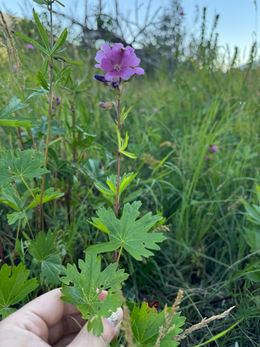 Sidalcea hendersonii