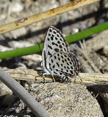 Tarucus sybaris linearis