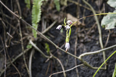 Bletilla formosana