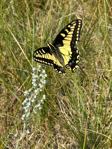 Baird's Swallowtail