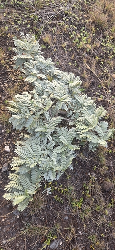 Sesbania tomentosa observed 2026-07-31
