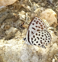 Tarucus sybaris linearis