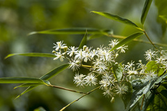 Clematis grata, photograph (c) Licheng Shih, some rights reserved (CC BY)