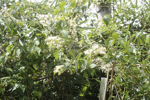 Clematis grata, photograph 6