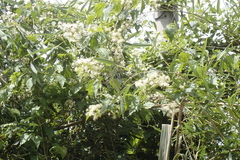 Clematis grata, photograph (c) Licheng Shih, some rights reserved (CC BY)