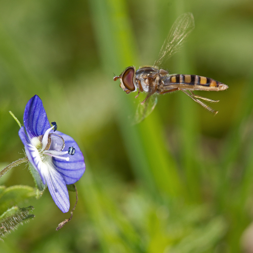 Marmalade Hover Fly (Madeira Hoverflies) · iNaturalist