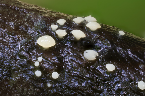Ombrophila