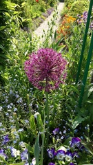 Allium giganteum