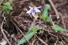 Viola bissetii