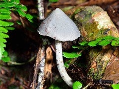 Entoloma canoconicum