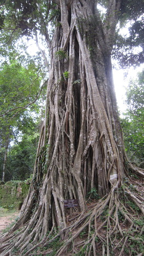 Ficus altissima