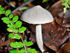Entoloma canoconicum