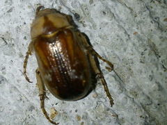 Rhizotrogus aestivus