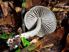 Entoloma canoconicum