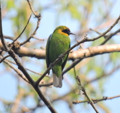 Chloropsis aurifrons