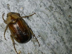 Rhizotrogus aestivus