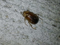 Rhizotrogus aestivus