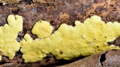 Trichoderma victoriense