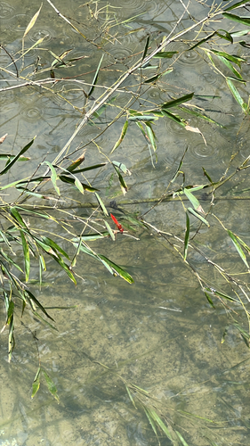 Scarlet Skimmer