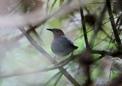 Cyphorhinus thoracicus