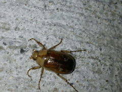 Rhizotrogus aestivus