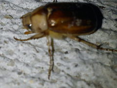 Rhizotrogus aestivus