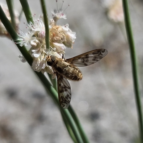 iNaturalist observation photo of banded bee flies