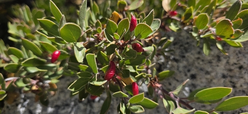 iNaturalist observation photo of Manzanita Leafgall Aphid