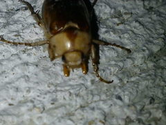 Rhizotrogus aestivus