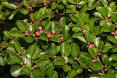 Cotoneaster hjelmqvistii