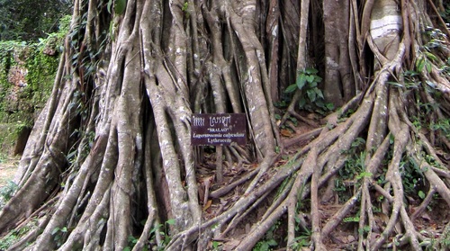 Ficus altissima