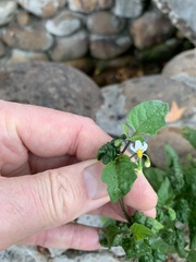 Solanum nigrum