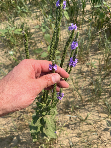 hoary vervain