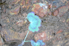 Pelargonium tabulare