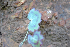 Pelargonium tabulare