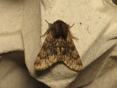 Apocheima hispidaria