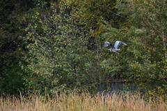 Ardea cinerea