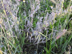 Cynoglossum cheirifolium